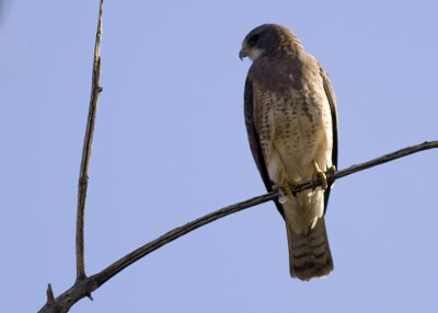 Swainson's Hawk