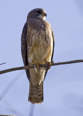 Swainson's Hawk