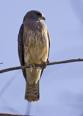 Swainson's Hawk