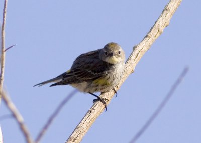 Yellow-rumped Warbler Myrtle Warbler