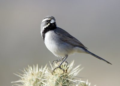 Black-throated Sparrow