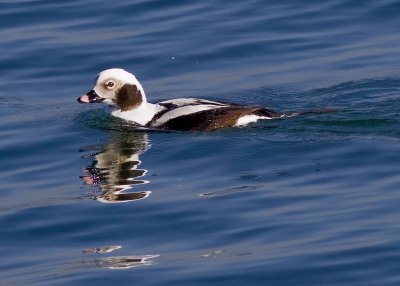 Long-tailed Duck