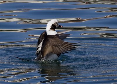 Long-tailed Duck