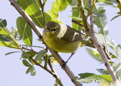 Orange-crowned Warbler