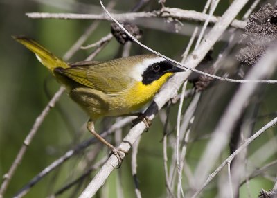 Common Yellowthroat