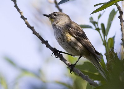 Yellow-rumped Warbler