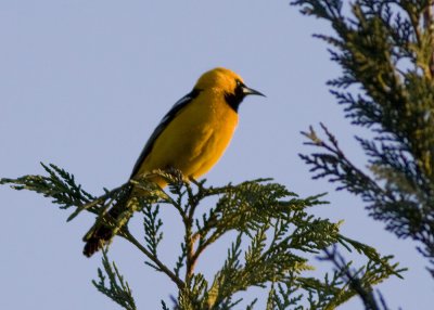 Hooded Oriole - female