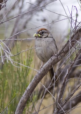 Rufous-crowned Sparrow