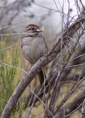 Rufous-crowned Sparrow