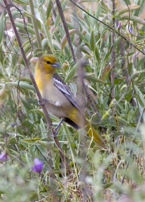 Bullocks Oriole - female