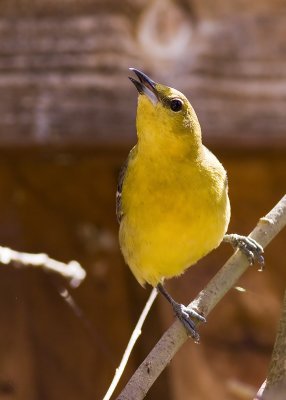 Hooded Oriole - female