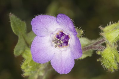 Fiesta Flower (Pholistoma auritum)