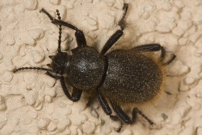 Wooly Darkling Beetle ( Cratidus osculans )