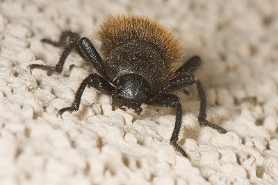 Wooly Darkling Beetle (Cratidus osculans)