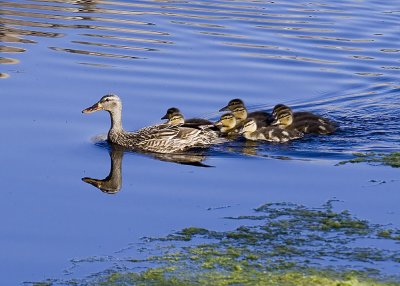 Mallard - hen with ducklings