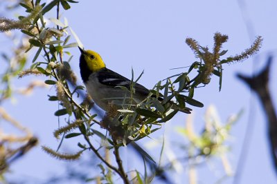 Hermit Warbler