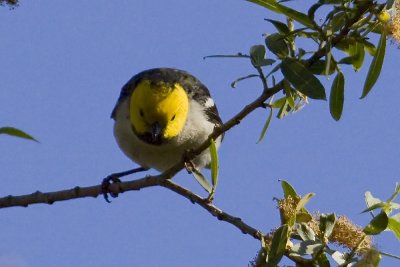 Hermit Warbler