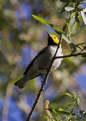 Hermit Warbler