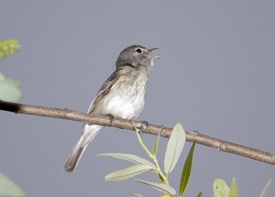 Bell's Vireo