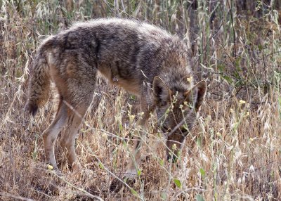 Coyote