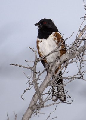 Spotted Towhee