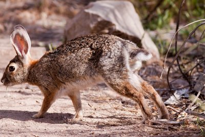 Audubon's Cottontail (Sylvilagus audubonii)