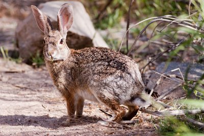 Audubon's Cottontail (Sylvilagus audubonii)