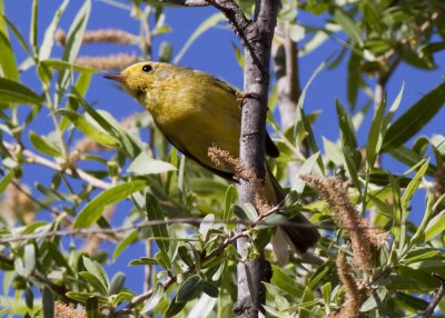 Wilson's Warbler