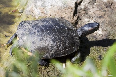 Red-eared Slider (Trachemys scripta elegans )