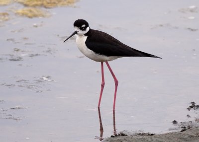 Black-necked Stilt - male