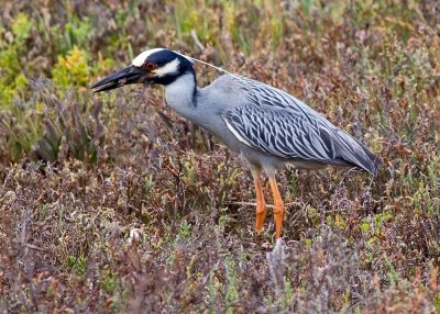 Yellow-crowned Night Heron