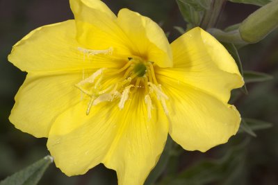 Marsh Evening Primrose (Oenothera elata hirsutissima)