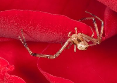 Flower spider (Misumenops species)