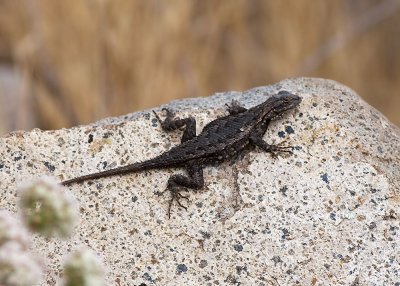 Western Fence Lizard (Sceloporus occidentalis)