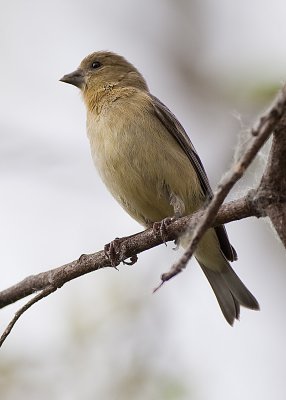 Lesser Goldfinch - female