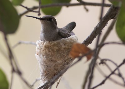 Costas Hummingbird