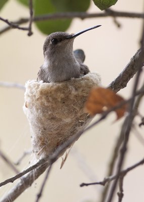 Costas Hummingbird