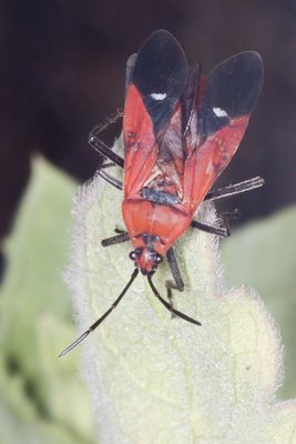 Red Assassin Bug