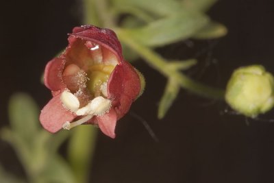 California Bee Plant (Scrophularia californica)