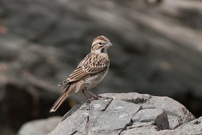 American Lark Sparrow