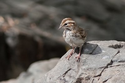 American Lark Sparrow