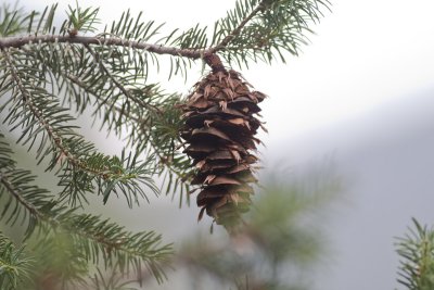 Big-cone Douglas Fir (Pseudotsuga macrocarpa)