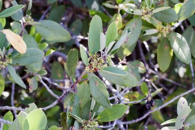 California Coffeeberry (Rhamnus californica)