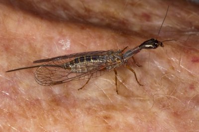 Snakefly (Agulla unicolor)