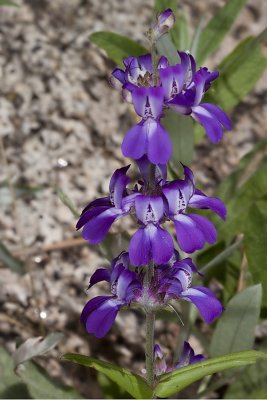Chinese Houses (Collinsia concolor)