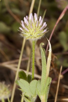 Maiden Clover (Trifolium microcephalium)