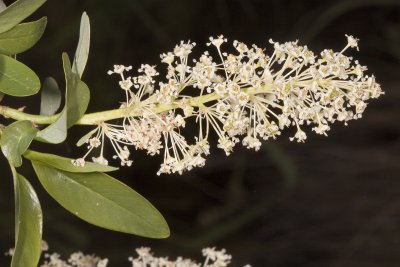 Palmer Lilac (Ceanothus palmeri)