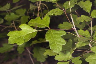 Poison-Oak (Toxicodendron diversilobum)