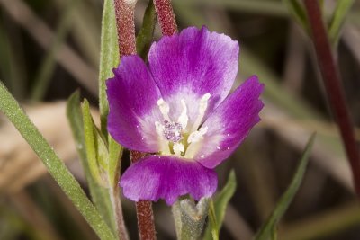 Wine-cup Clarkia (Clarkia purpurea)