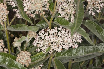 Indian Milkweed ( Asclepias eriocarpa)